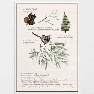 Australian White Cypress Pine botanical print