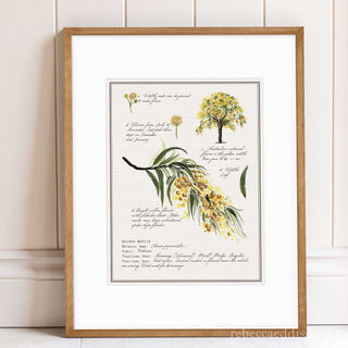 Australian Marri tree watercolour botanical print