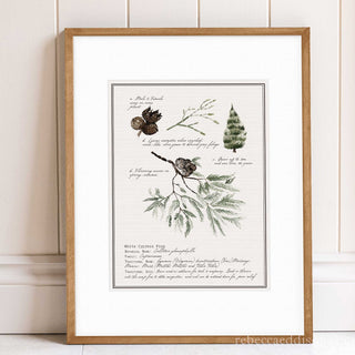 Australian Banksia tree botanical print