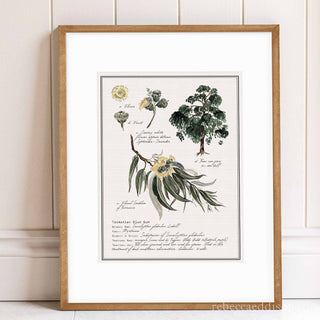 Australian White Cypress Pine botanical print