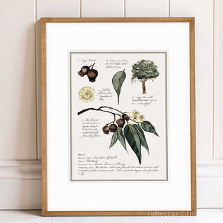 Moreton Bay Fig watercolour botanical print