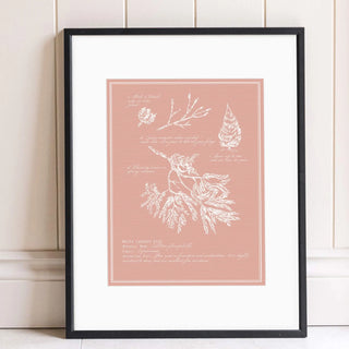 Australian White Cypress Pine print