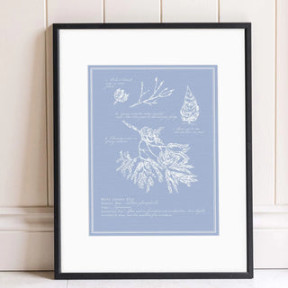 Australian White Cypress Pine print