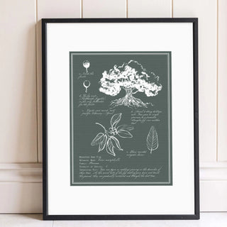 Moreton Bay Fig Tree Drawing Print