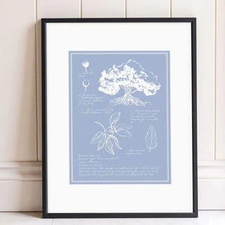 Moreton Bay Fig Tree Drawing Print