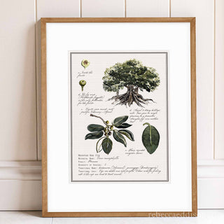 Queensland Bunya tree botanical print