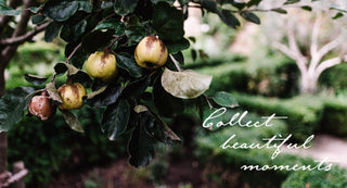 quinces on a branch and the words "collect beautiful moments"